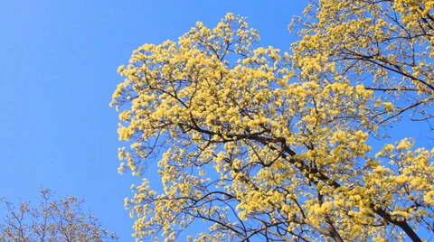 Spring flowering trees Stock Footage 37133889