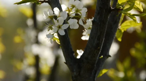 Spring flowering trees Stock Footage 50505821