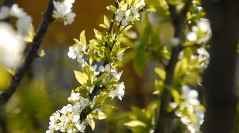 Spring flowering trees Stock Footage 50505908