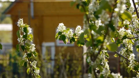 Spring flowering trees Stock Footage 50506569