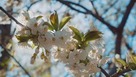 Spring flowering trees. Stock Footage 128765373