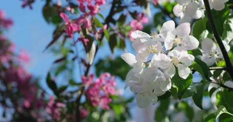 Spring flowering trees Stock Footage 172413488