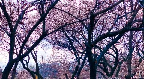 Spring flowering trees in the forest 스톡 사진