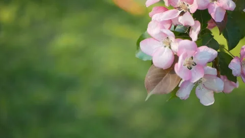 Spring flowering of trees in the garden. Stock Footage 90085476