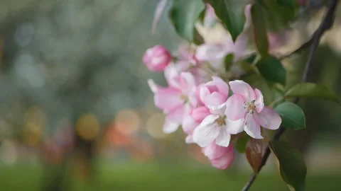 Spring flowering of trees in the garden. Stock Footage 90132706