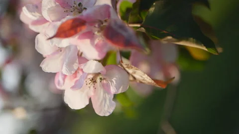 Spring flowering of trees in the garden. Stock Footage 90133253