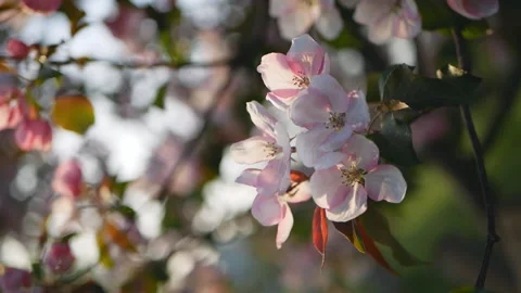 Spring flowering of trees in the garden. Stock Footage 90133570