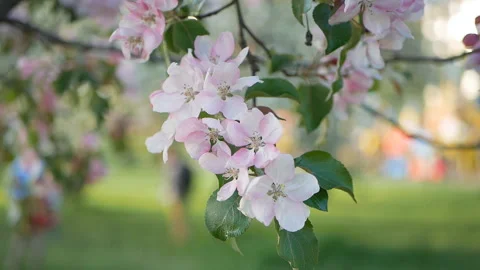 Spring flowering of trees in the garden. Stock Footage 90135253