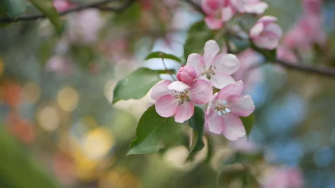 Spring flowering of trees in the garden. Stock Footage 90135456