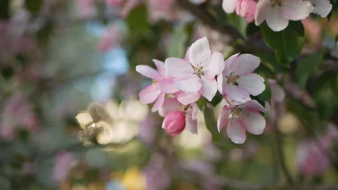 Spring flowering of trees in the garden. Stock Footage 90135798