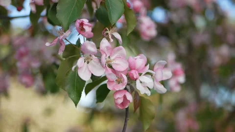Spring flowering of trees in the garden. Video stock 90348506
