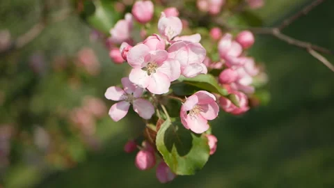 Spring flowering of trees in the garden. Stock Footage 90348968