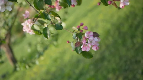 Spring flowering of trees in the garden. Stock Footage 90349834