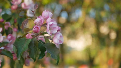Spring flowering of trees in the garden. Stock Footage 90453551
