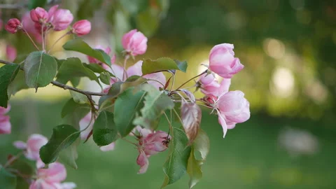 Spring flowering of trees in the garden. Video stock 90453825
