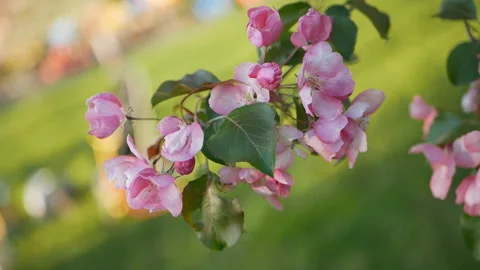 Spring flowering of trees in the garden. Video stock 90453835