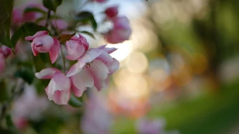 Spring flowering of trees in the garden. Stock Footage 91175350