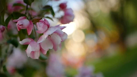 Spring flowering of trees in the garden. Stock Footage 91176352