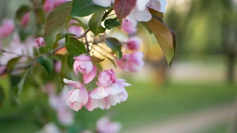 Spring flowering of trees in the garden. Stock Footage 91176834