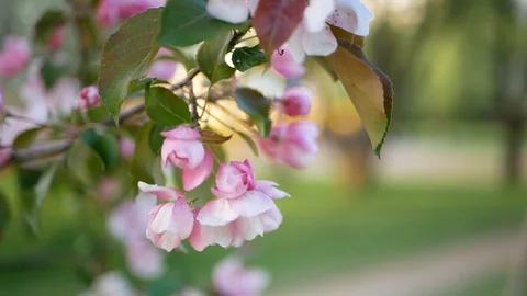 Spring flowering of trees in the garden. Stock Footage 91177471