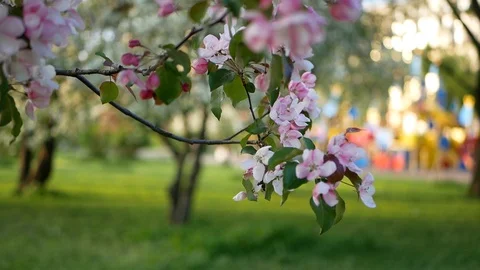 Spring flowering of trees in the garden. Video stock 91177678