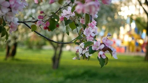 Spring flowering of trees in the garden. Stock Footage 91177982