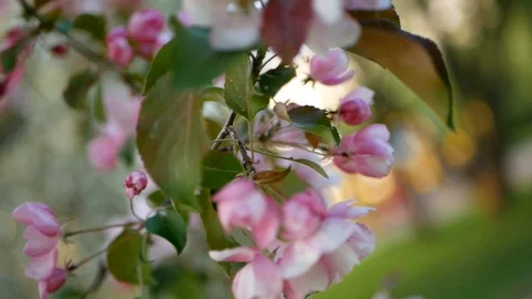 Spring flowering of trees in the garden. Stock Footage 91178007