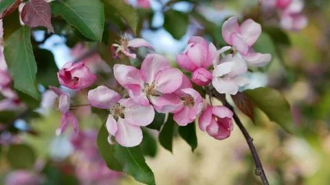 Spring flowering of trees in the garden. Stock Photos
