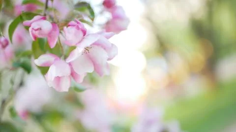 Spring flowering of trees in the garden. Stock Photos