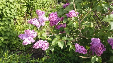 Spring flowering trees in the Moscow park. Lilac and hawthorn in bloom in the Stock Footage 154289744