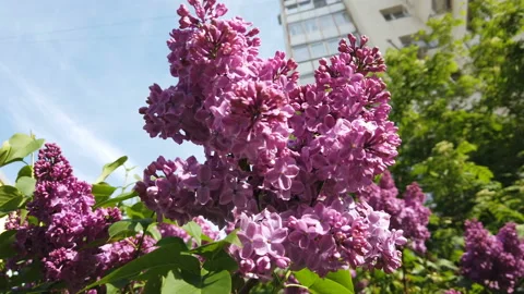 Spring flowering trees in the Moscow park. Lilac and hawthorn in bloom in the Stockbeeldmateriaal 154290176