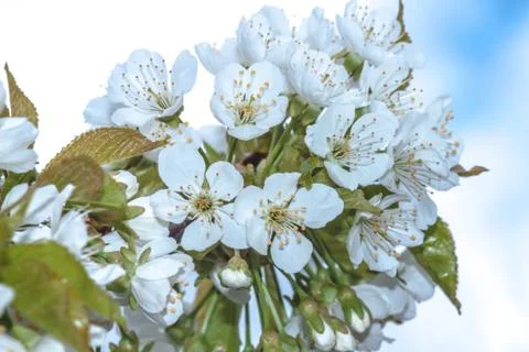 Spring flowering trees Foto stock