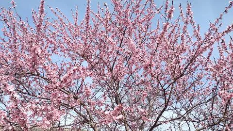 Spring flowering trees Stock Photos