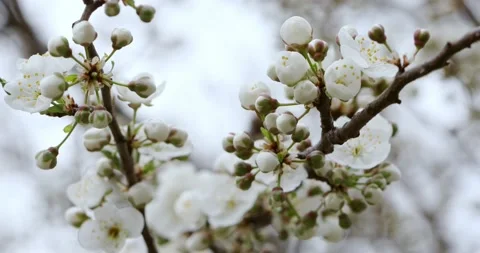 Spring flowering trees. Pink flowers on the tree. Stock Footage 184001882
