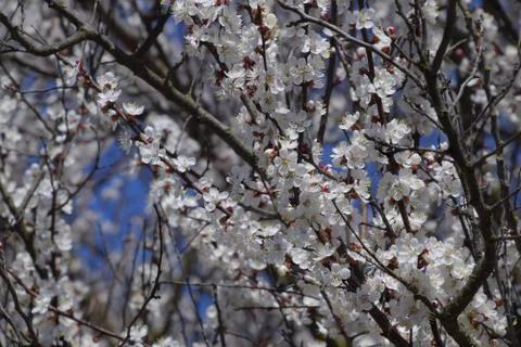Spring flowering trees. Pollination of flowers of apricot. Blooming wild ap.. Foto stock