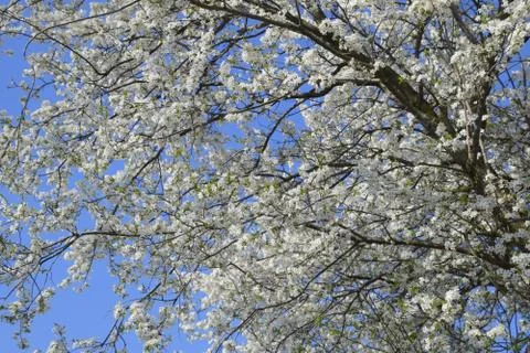 Spring flowering trees. Pollination of flowers of plum. Blooming wild plum .. Stock Photos