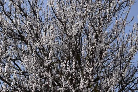 Spring flowering trees. Pollination of flowers of apricot. Blooming wild apri Foto stock