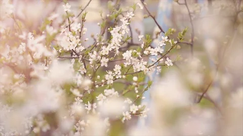 Spring flowering trees slow motion falling petals Stock Footage 127423949