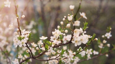 Spring flowering trees slow motion falling petals Stock-Footage 127424033