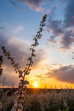 Spring flowering trees at sunset light Stock Photos