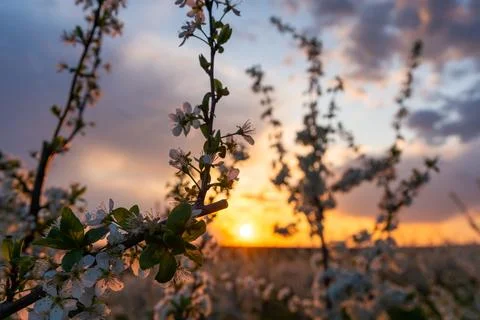 Spring flowering trees at sunset light Stock Photos