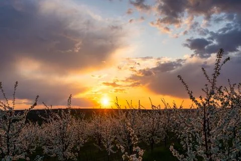 Spring flowering trees at sunset light Stock Photos