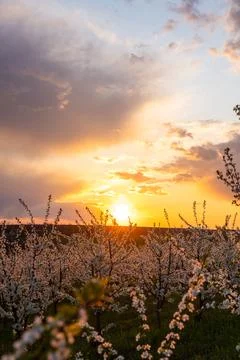 Spring flowering trees at sunset light Stock Photos