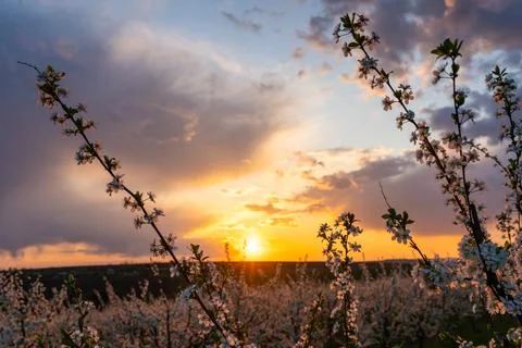 Spring flowering trees at sunset light Stock Photos