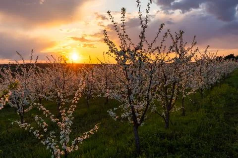 Spring flowering trees at sunset light Stock Photos