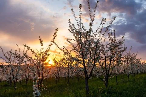 Spring flowering trees at sunset light Stock Photos
