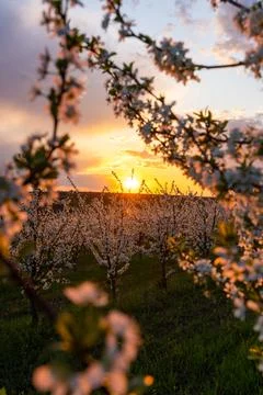 Spring flowering trees at sunset light Stock Photos
