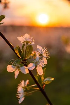 Spring flowering trees at sunset light Stock Photos