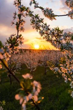 Spring flowering trees at sunset light Stock Photos