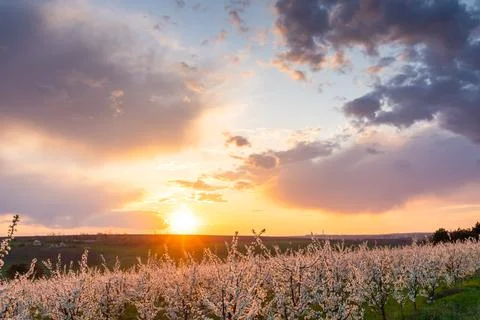 Spring flowering trees at sunset light Stock Photos